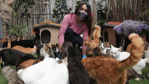Chinesische Forscher fanden heraus, dass sich Katzen bei infizierten Corona-Patienten mit dem Virus anstecken können. Entwarnung gibt es für Geflügel und Hunde. (Bild: AFP)