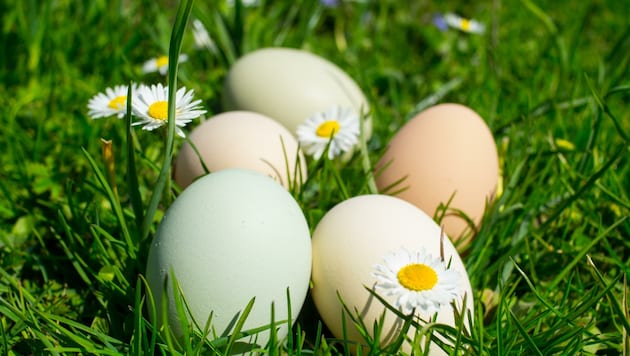 Grün, weiß, beige, braun: Karoline Greimel braucht an Ostern ihre Eier nicht färben. (Bild: Christoph Laible)