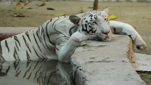 Diese weiße Tigerdame suchte vor der Pandemie in einem Wasserbecken Abkühlung. (Bild: AFP)