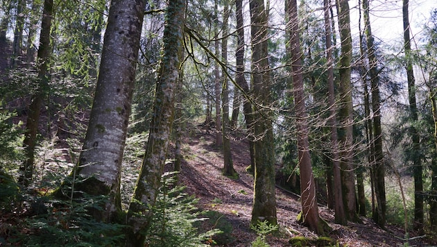 Der Wald ist ein vielseitiges Ökosystems mit einer überaus artenreichen Tier- und Pflanzenwelt. (Bild: zvg/Waldschule Bodensee)