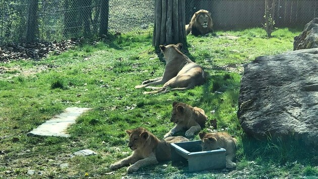 Die Löwenfamilie ist vereint! (Bild: Steinberger)