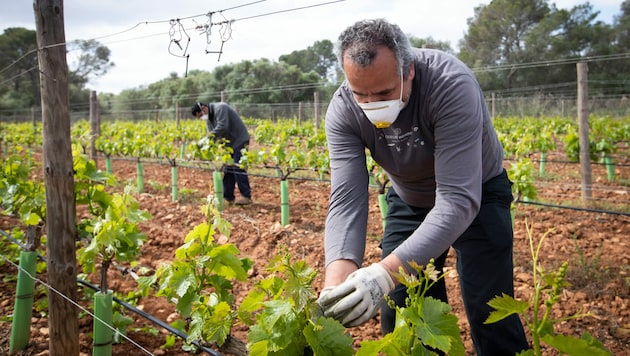 Zwei Männer arbeiten in einem Weingarten auf der spanischen Insel Mallorca. Aufgrund der Corona-Pandemie befinden sich derzeit fast 3,9 Millionen Personen in Kurzarbeit. (Bild: AFP)