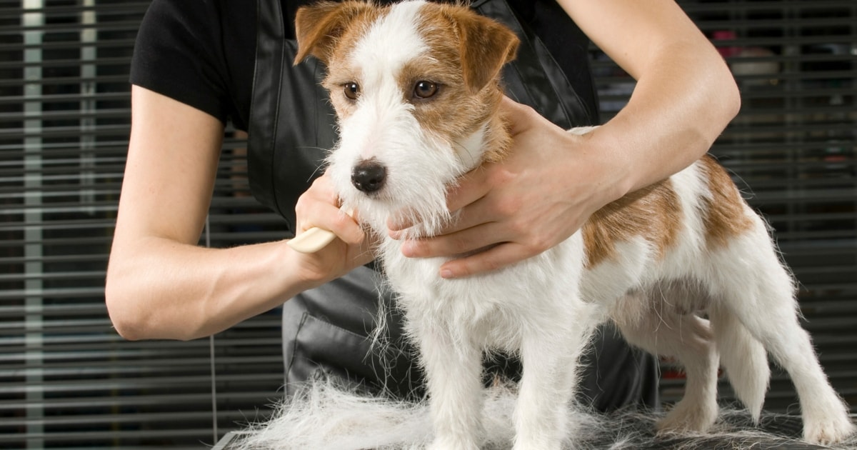 Tipps für Hitze Hunde brauchen im Sommer spezielle Pflege krone.at