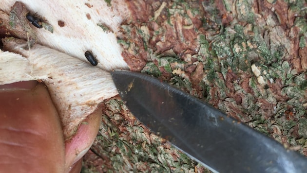 Der Borkenkäfer legt unter der Rinde seine Kinderstube an – für Fichten ist das tödlich. (Bild: Landesforstdienst)
