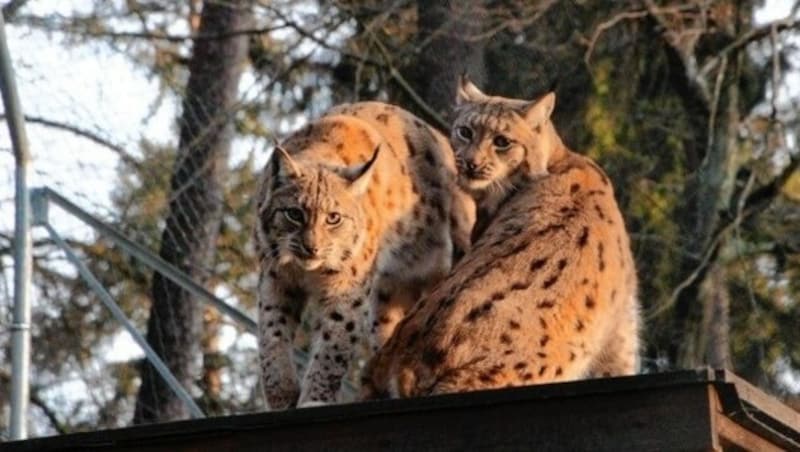 Den Tieren in Kärntens Top-Zoos geht’s gut: etwa den Luchsen in Rosegg. (Bild: Tierpark Rosegg)