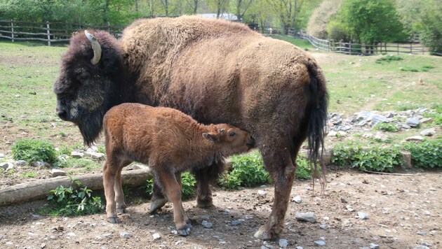 Stierkalb Anton mit Bison-Mama Tennessee (Bild: Martha Moritz)
