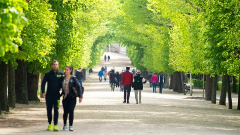 Der Schönbrunner Schlosspark (Bild: APA/GEORG HOCHMUTH)