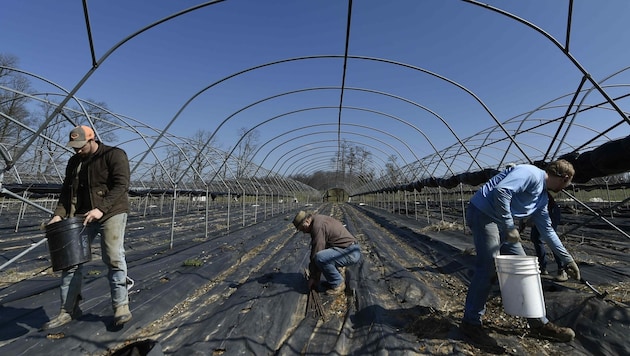 Ohne Farmarbeiter aus dem Ausland kommen die USA offenbar nicht aus. (Bild: AP)