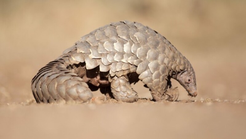 Rund 20 Prozent des gesamten illegalen Wildtierhandels entfallen auf Schuppentiere.  (Bild: ©2630ben - stock.adobe.com)