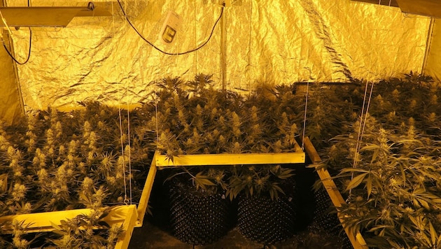 Diese Marihuana-Plantage wurde in Leibnitz entdeckt. (Bild: Polizei Leibnitz)