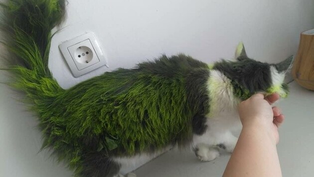 Plötzlich grün, kam die Katze „Niela“ von einem Spaziergang zurück. (Bild: zVg)