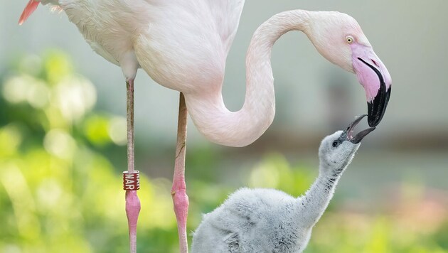 Der Tiergarten Schönbrunn freut sich über Nachwuchs bei den Rosa Flamingos. Erst im Alter von drei Jahren verfärben sie sich allerdings rosa. (Bild: APA/DANIEL ZUPANC)