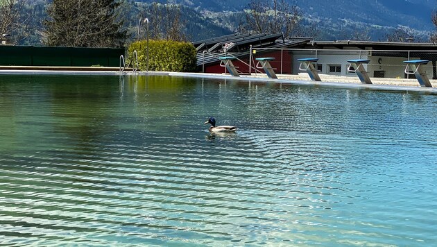 Im Zirler Schwimmbad nutzt eine Ente die gähnende Leere. Sie ist der einzige Badegast. (Bild: LIEBL Daniel | zeitungsfoto.at)