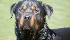 Rottweiler „Ernie“ wird nach dem Angriff auf zwei Kinder aus Kirchberg/D. weggegeben. (Symbolbild) (Bild: stock.adobe.com (Symbolbild))