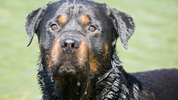 Rottweiler „Ernie“ wird nach dem Angriff auf zwei Kinder aus Kirchberg/D. weggegeben. (Symbolbild) (Bild: stock.adobe.com (Symbolbild))