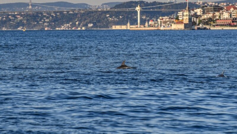 Delfine am Bosporus (Bild: AFP)