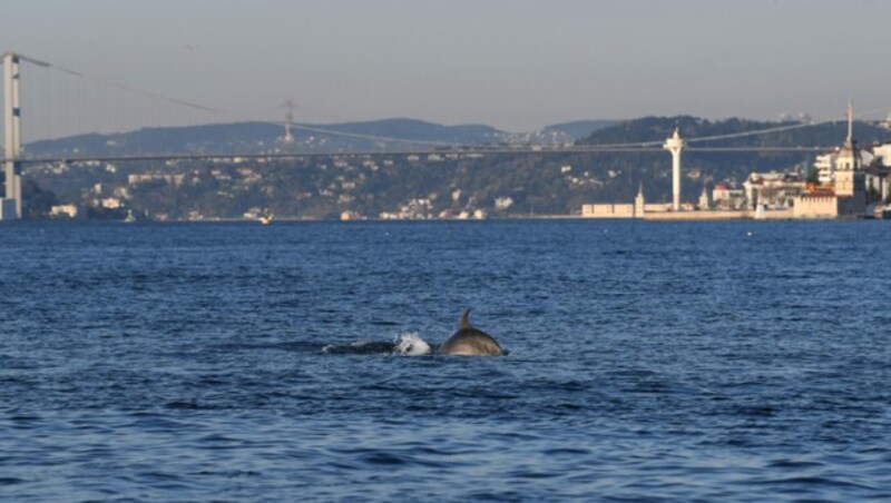 Delfine am Bosporus (Bild: AFP)