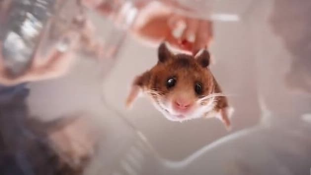 „Dieser Hamster ist nicht echt - trotzdem ist es fragwürdig, ihn über einen Mixer zu halten“, findet „Krone“-Tierexpertin Maggie Entenfellner. (Bild: Screenshot YouTube.com)