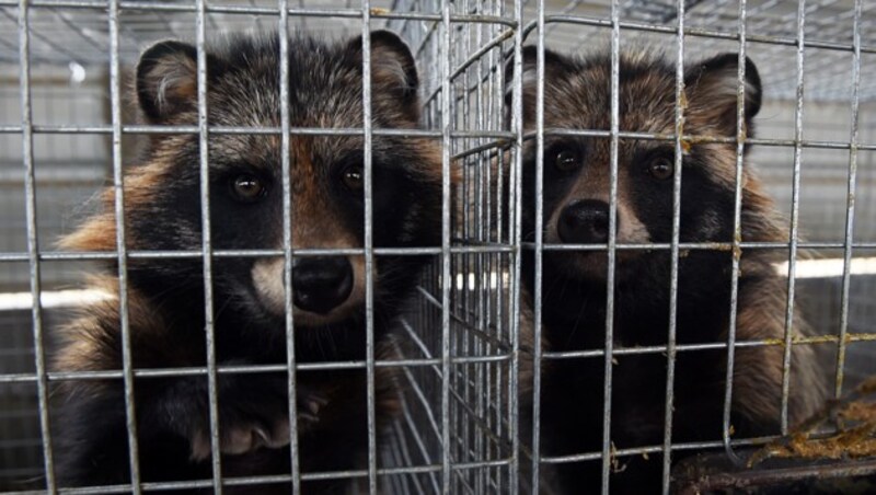 Marderhunde in einer Zuchtfarm in China (Bild: AFP/Greg Baker)