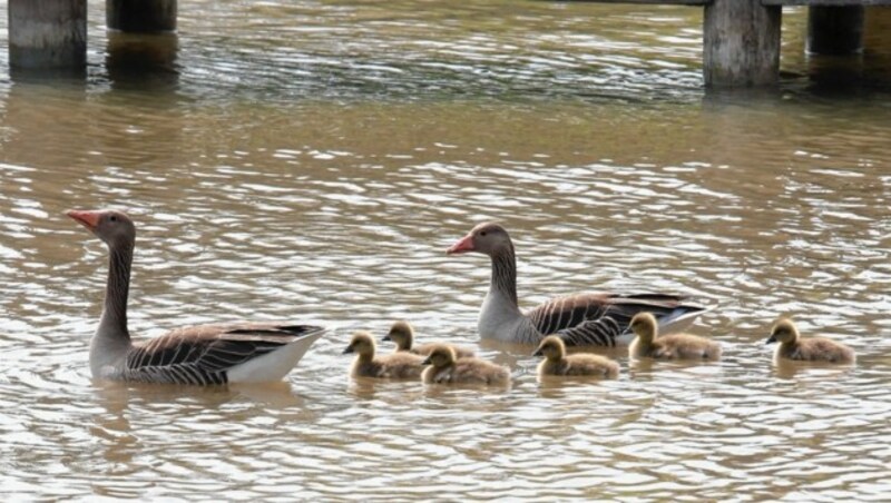 Am Neusiedler See leben unzählige Vögel: Adler Rod Elbahn zeigt Martin das Burgenland. (Bild: zVg)