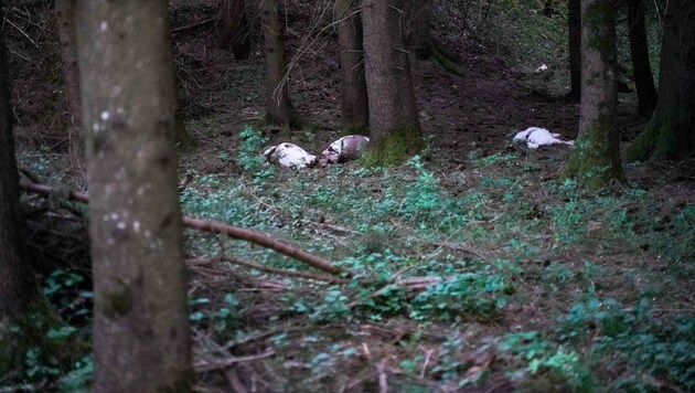 Die toten Ziegen lagen mit aufgeschnittenem Hals im Waldstück der Familie S. (Bild: Pressefoto Scharinger © Scharinger)