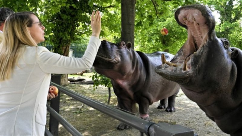 Margarete Schramböck (ÖVP) ist als Wirtschaftsministerin auch für den Tiergarten Schönbrunn zuständig. (Bild: APA/HERBERT NEUBAUER)