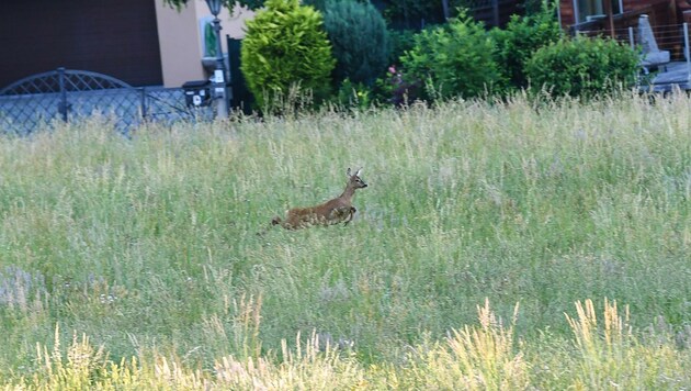 Rehkitze liegen oft im hohen Gras versteckt. (Bild: Liebl Daniel)