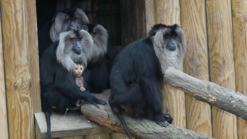 Die Tiere im Welser Zoo können nicht mehr besichtigt werden. (Bild: Stadt Wels)