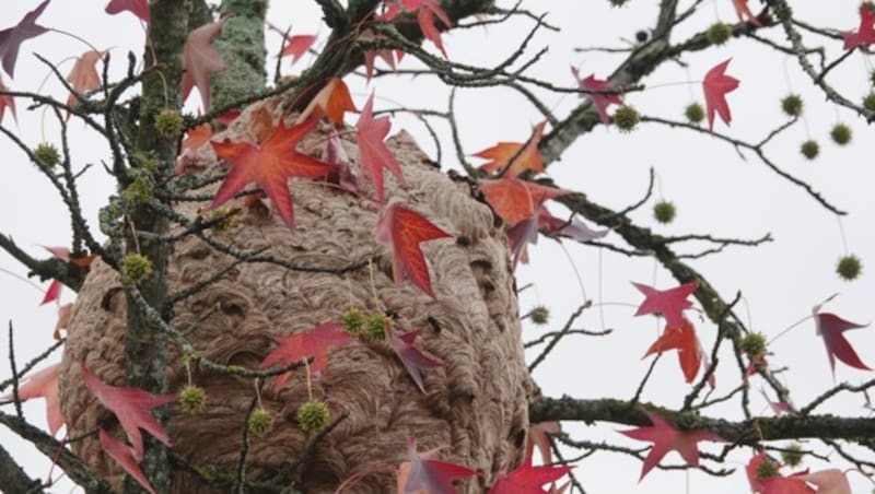 Ein Nest der japanischen Riesenhornisse (Bild: stock.adobe.com)