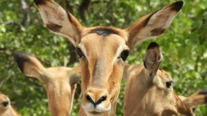 In der Wildnis von Südafrika entstanden viele beeindruckende Schnappschüsse. (Bild: Harry Binder)