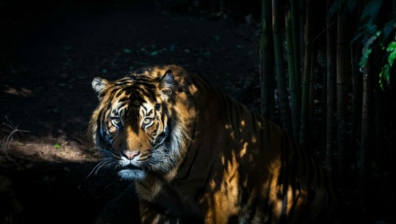 Sumatra-Tiger (Bild: © Greenpeace / Tom Jefferson)