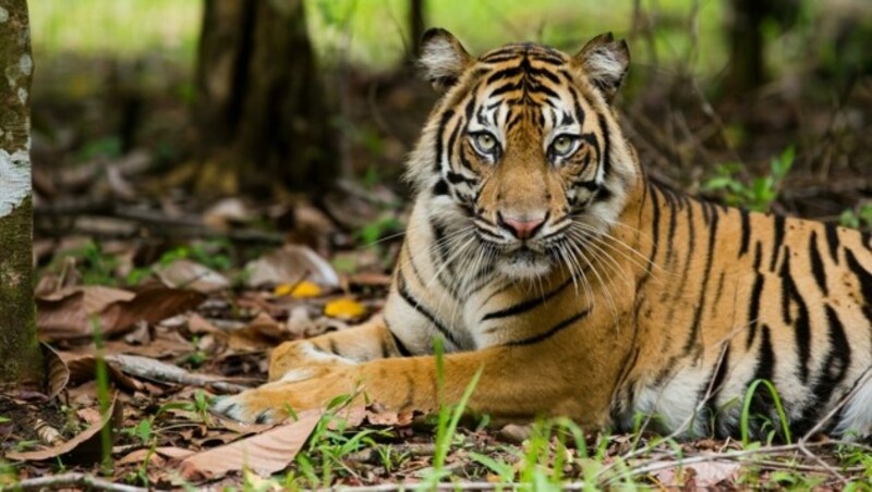 Sumatra-Tiger (Bild: © Paul Hilton / Greenpeace)