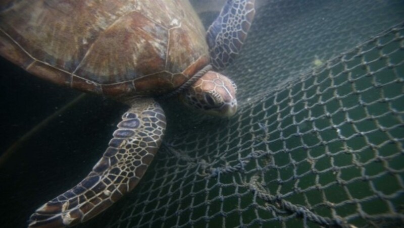 Grüne Schildkröte (Bild: © Paul Hilton / Greenpeace)