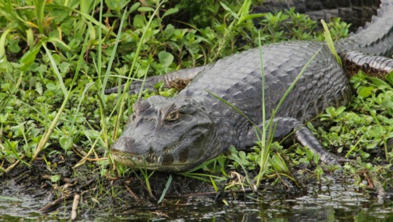 Krokodil (Bild: © Hernan Perez Aguirre / Greenpeace)