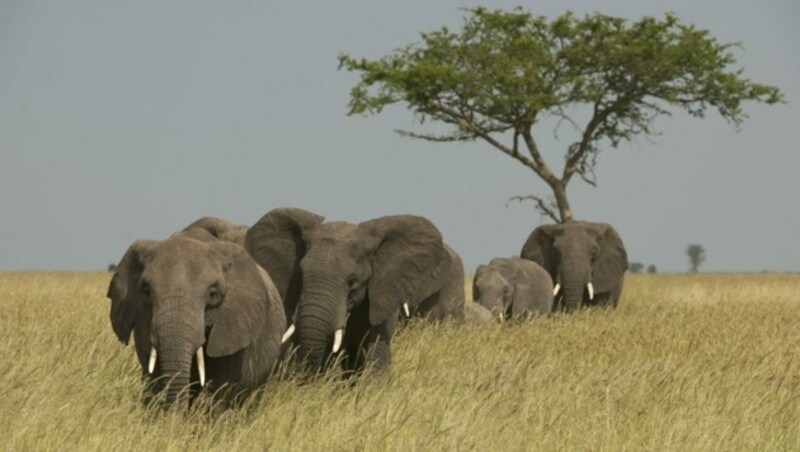 Elefanten in der Masai Mara (Bild: © Markus Mauthe / Greenpeace)