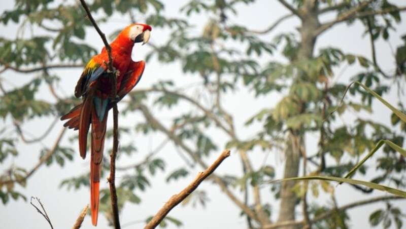 Scarlet macaw (Ara macao) (Bild: © Rogério Assis / Greenpeace)