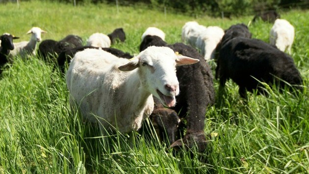 Schafe bekamen laut Polizei unverträgliche Speisereste ab. (Bild: APA/LUKAS HUTER)