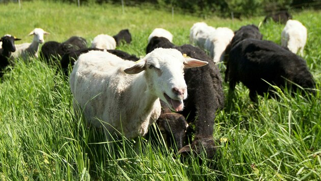 Viele Landwirte treiben die Schafe heuer früher von der Alm ab. (Bild: APA/LUKAS HUTER)