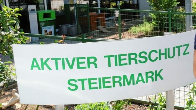 Ruhe wird im Aktiven Tierschutz Steiermark wohl keine einkehren. (Bild: Christian Jauschowetz)