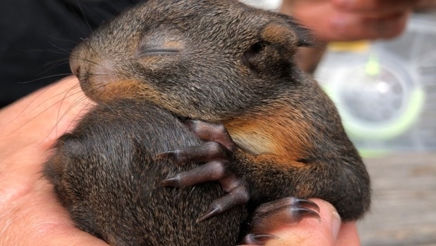 Eines der winzig kleinen Eichhörnchenwaisen (Bild: Pfotenhilfe)