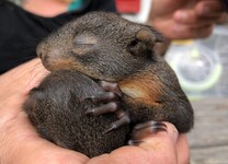 Eines der winzig kleinen Eichhörnchenwaisen (Bild: Pfotenhilfe)