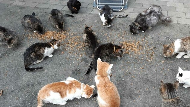 Bei Purzel & Vicky werden viele Streuner gefüttert. Katzenfutter wird derzeit dringend benötigt. (Bild: Purzel & Vicky)