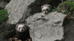 Die Iltisfrettchen sehnen die Wiedereröffnung schon herbei. (Bild: Alpenzoo)