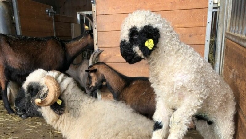 Die Tiere des Streichelzoos freuen sich schon auf die Besucher. (Bild: Alpenzoo)