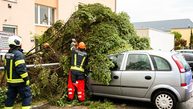 In Enns stürzte im Kaltwetter-Sturm am Montag ein Baum auf mehrere abgestellte Fahrzeuge und beschädigte diese. (Bild: Kerschbaummayr Werner)