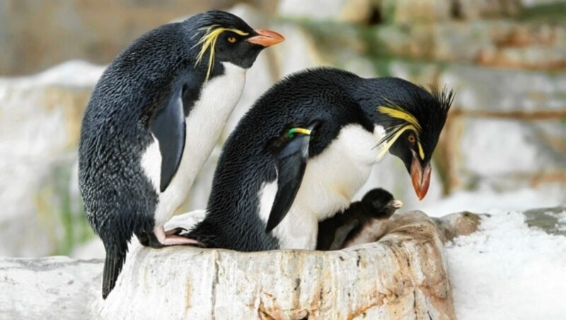 Diese Felsenpinguine, auf dem Foto mit Nachwuchs, leben neben mehr als 500 weiteren teils vom Aussterben bedrohten Arten im Tiergarten Schönbrunn in Wien. (Bild: Daniel Zupanc)