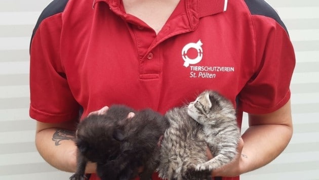 Die vier Katzenbabys werden noch versorgt (Bild: Tierschutzverein St. Pölten)