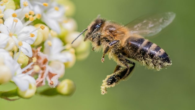 Nicht jeder Honig stammt nur von den fleißigen Bienen. (Bild: ©Martin - stock.adobe.com)