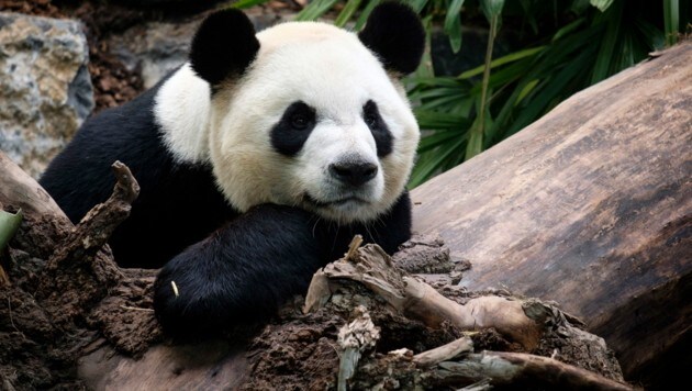 Pandamännchen „Da Mao“ (Bild: AFP)
