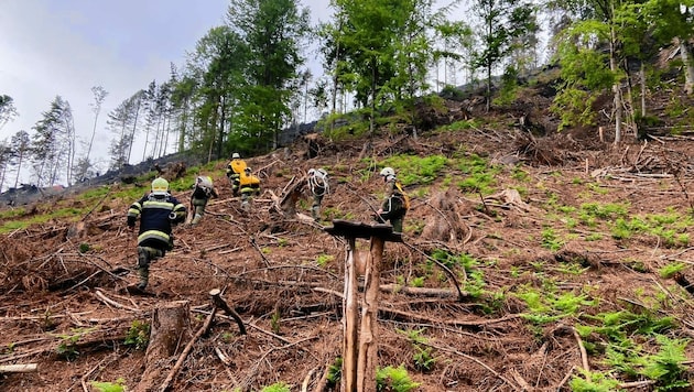 Auch 15.000 Setzlinge wurden bei dem verheerenden Waldbrand in Leppen vernichtet... (Bild: OBI Horst Blaha S5 Bfkdo Feldkirchen)